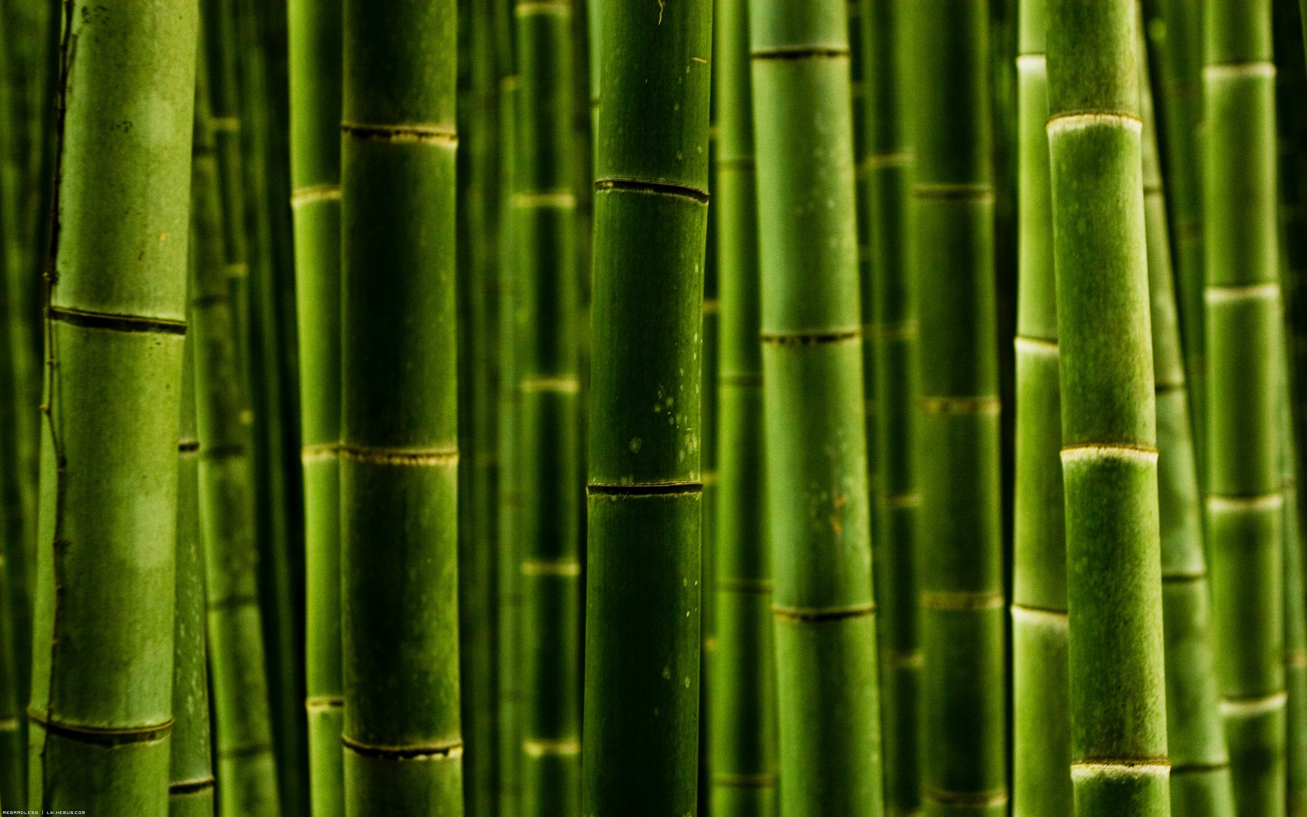 Fonds d'cran Nature Plantes - Arbustes Bambou verdoyants !