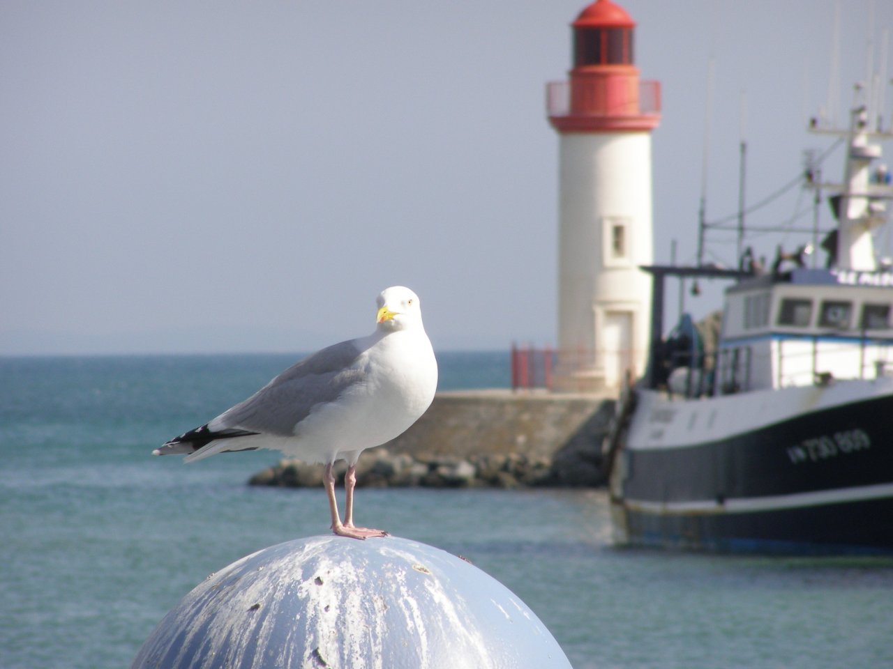 Wallpapers Animals Birds - Gulls MOUETTE  