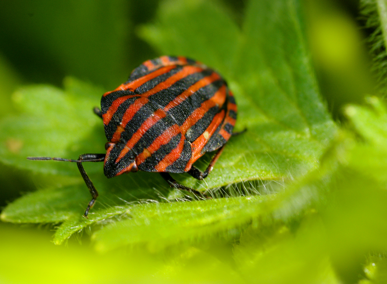 Wallpapers Animals Insectes - Bugs Punaise arlequin