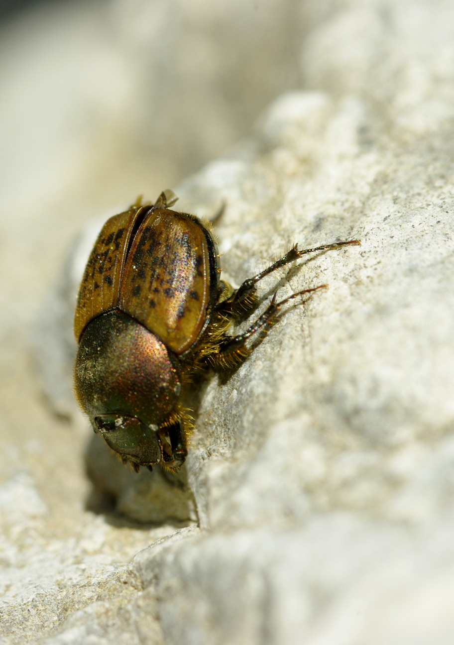 Fonds d'cran Animaux Insectes - Scarabes 