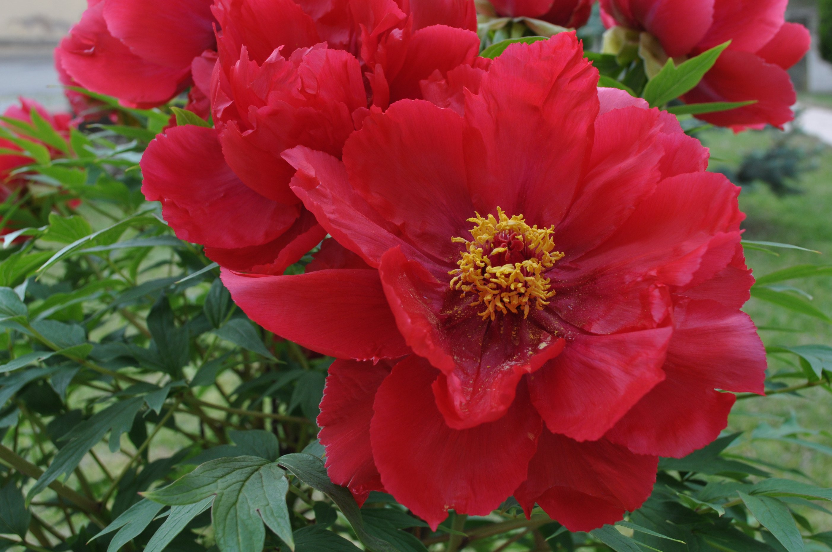 Fonds d'cran Nature Fleurs pivoine