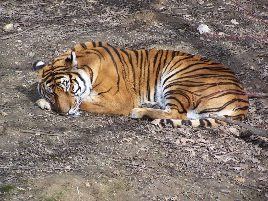 Fonds d'cran Animaux Flins - Tigres 