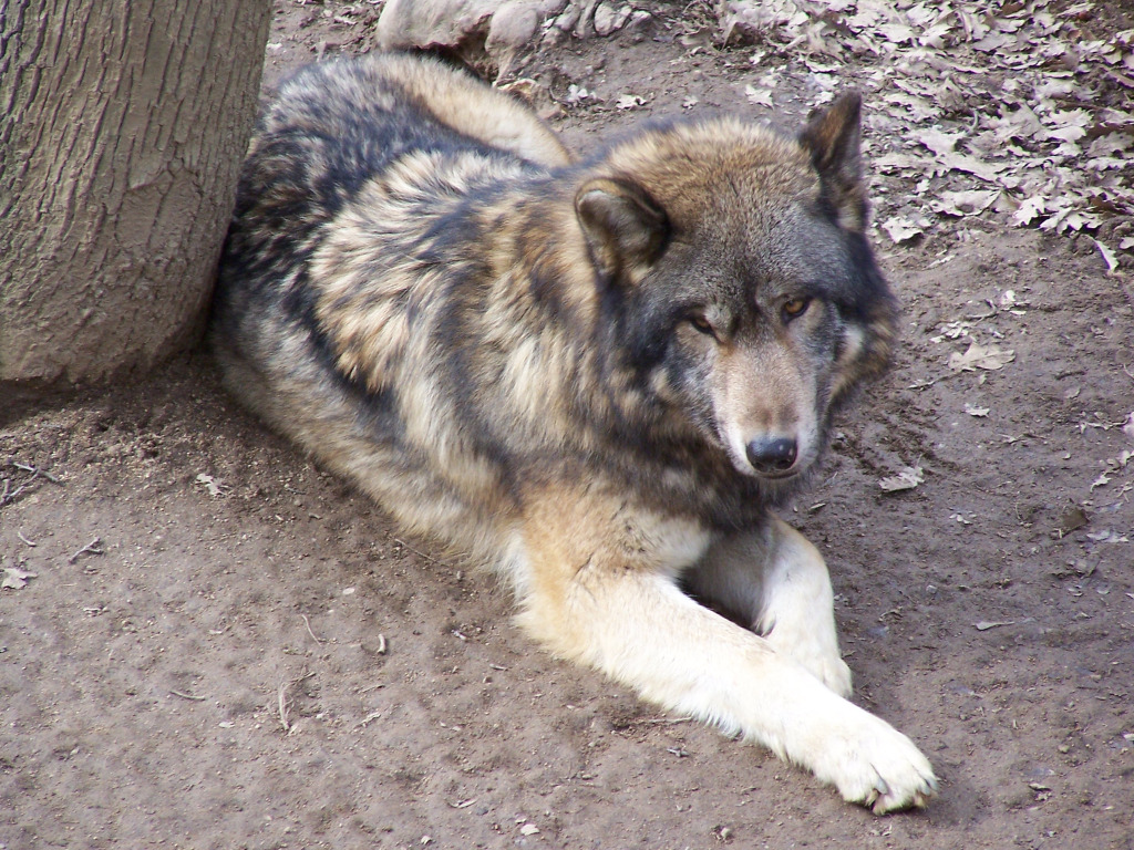 Fonds d'cran Animaux Loups 