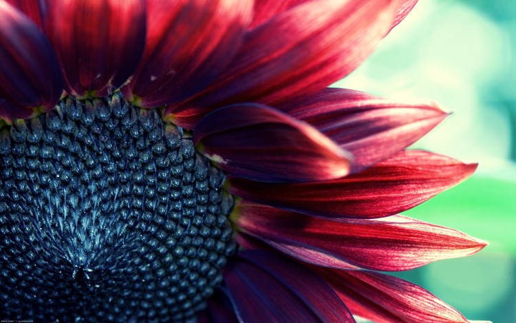 Wallpapers Nature Flowers Tournesol sanguin