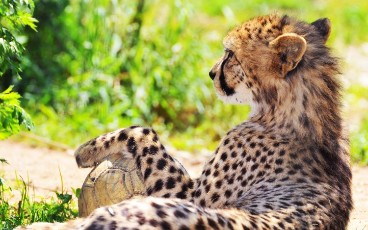 Wallpapers Animals Felines - Cheetahs Coureur au repos