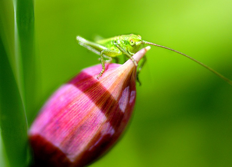 Fonds d'cran Animaux Insectes - Sauterelles et Criquets Petite sauterelle