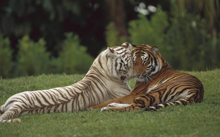 Wallpapers Animals Felines - Tigers Tigre calin