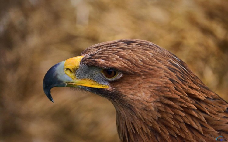 Wallpapers Animals Birds - Eagles Aigles