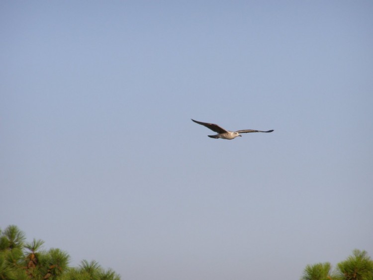 Fonds d'cran Animaux Oiseaux - Albatros ALBATROS