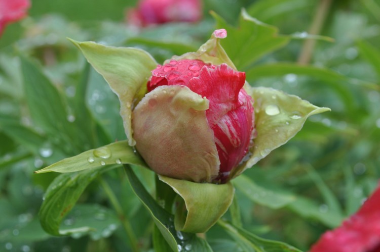 Wallpapers Nature Flowers pivoine