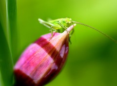 Fonds d'cran Animaux Petite sauterelle