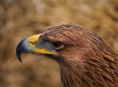 Wallpapers Animals Aigles