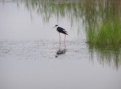 Fonds d'cran Animaux OISEAU  ( MER )