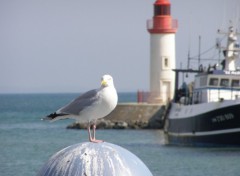 Fonds d'cran Animaux MOUETTE  