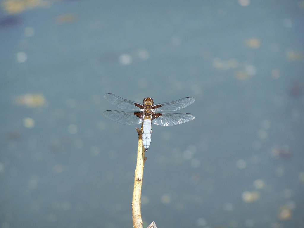 Fonds d'cran Animaux Insectes - Libellules 