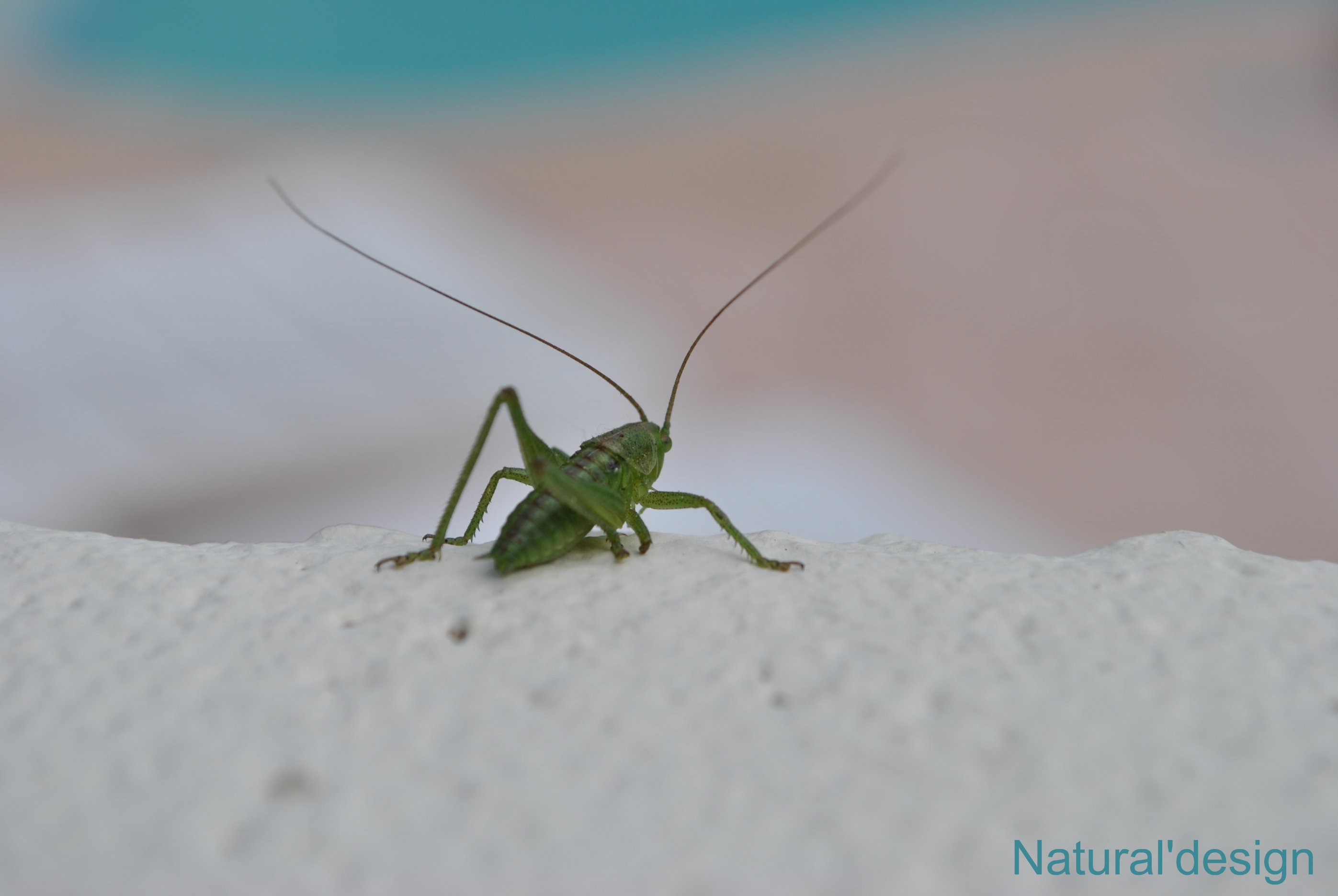 Wallpapers Animals Insects - Grasshoppers and Locusts trankill au bord de la piscine ;-)