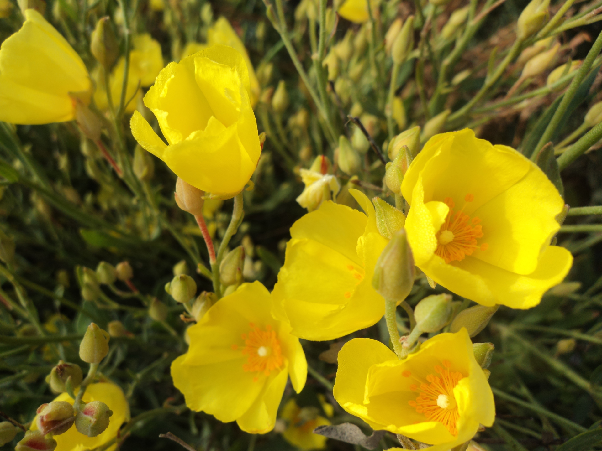 Fonds d'cran Nature Fleurs 