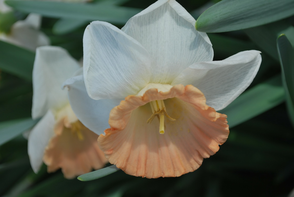 Fonds d'cran Nature Fleurs 