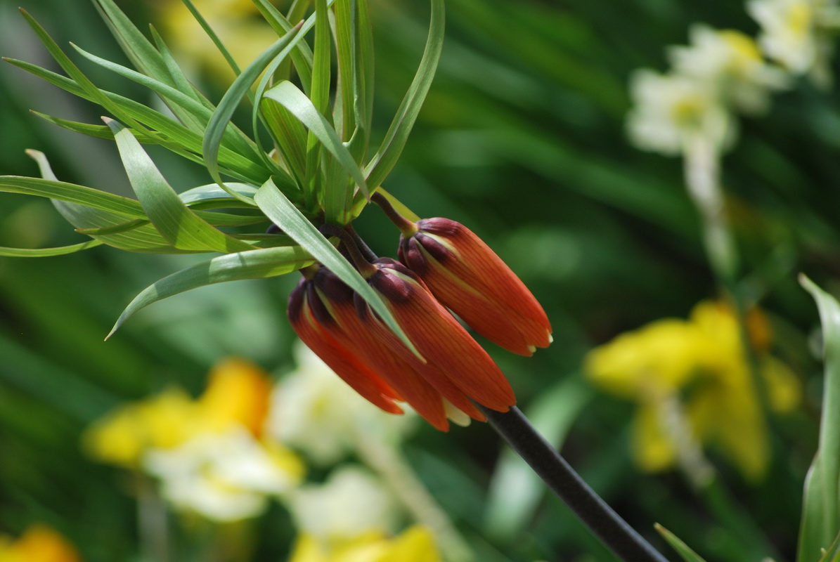 Fonds d'cran Nature Fleurs 