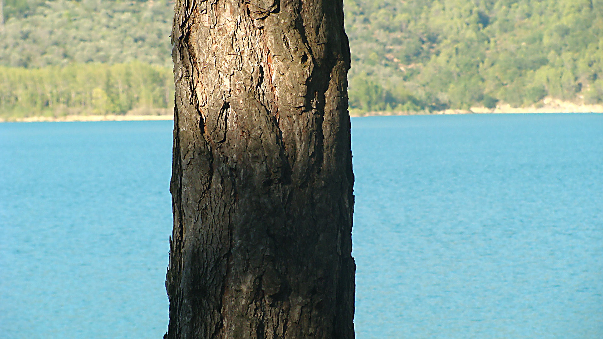 Fonds d'cran Nature Arbres - Forts 