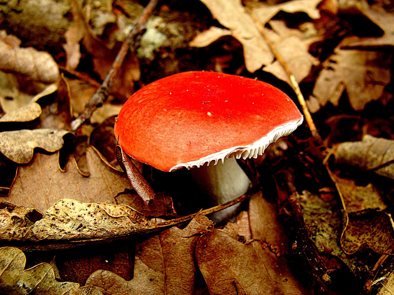 Wallpapers Nature Mushrooms 