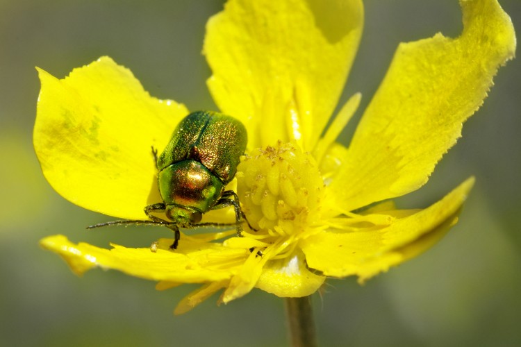 Fonds d'cran Animaux Insectes - Scarabes Rcolte printanire