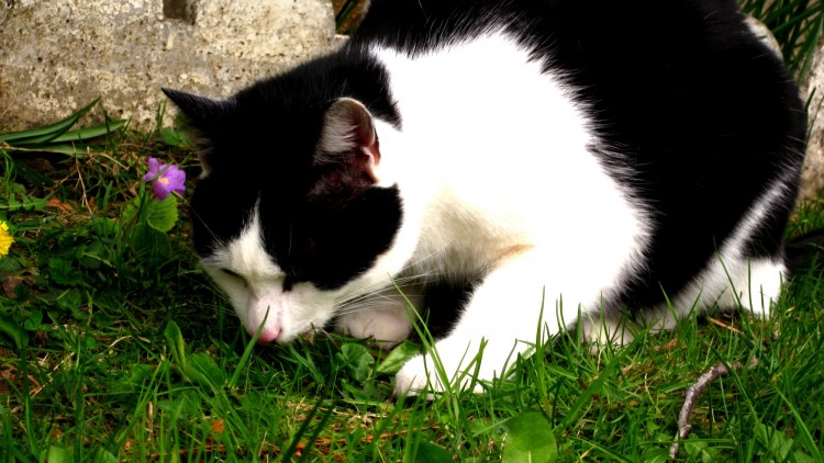 Fonds d'cran Animaux Chats - Chatons Chat dans l'herbe !