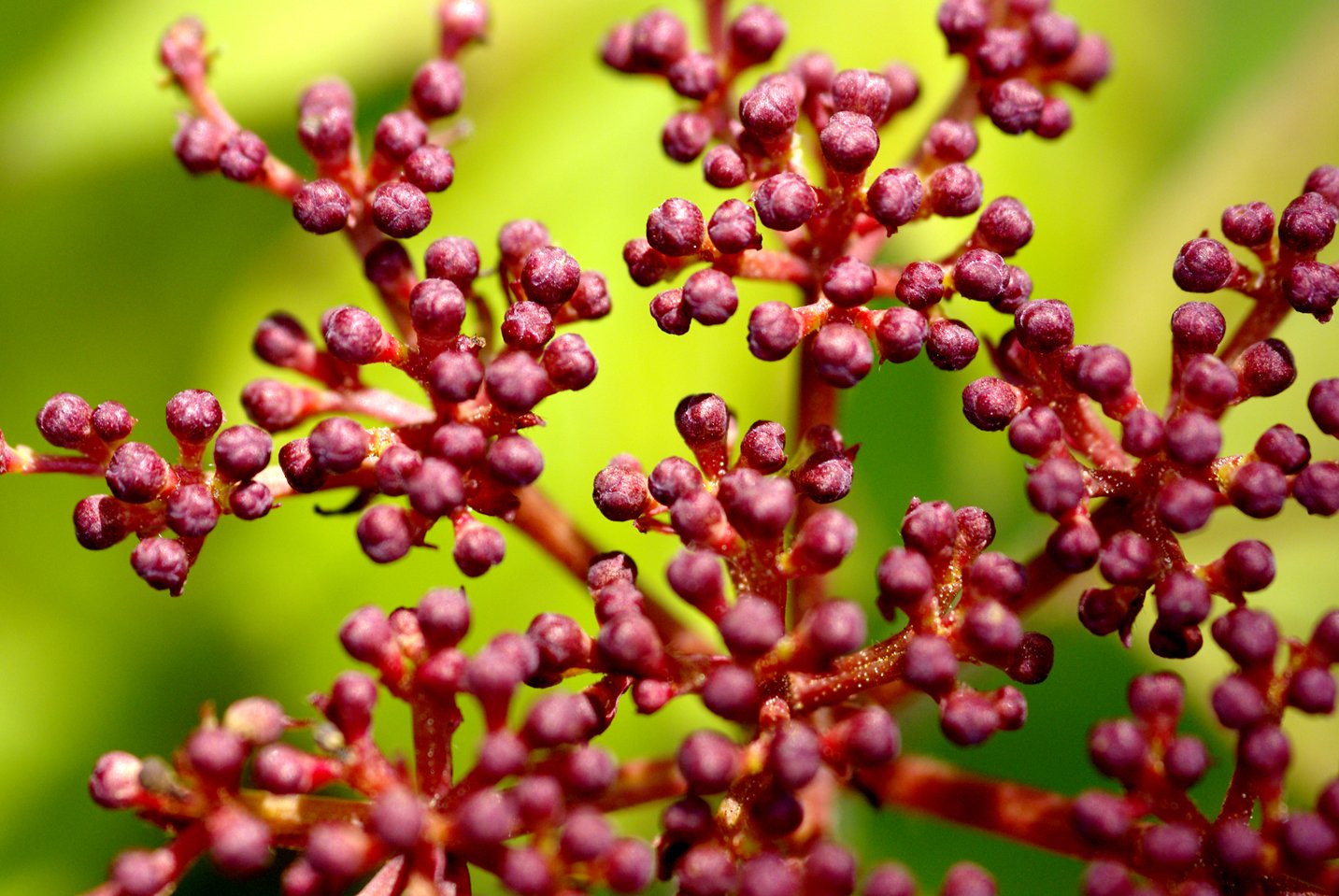 Fonds d'cran Nature Fleurs 