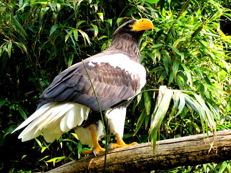 Fonds d'cran Animaux Oiseaux - Aigles Aigle USA