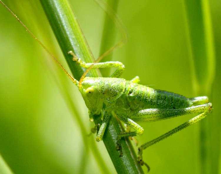 Fonds d'cran Animaux Insectes - Sauterelles et Criquets Sauterelle