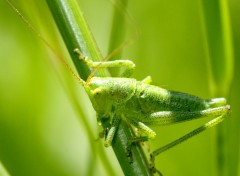 Fonds d'cran Animaux Sauterelle