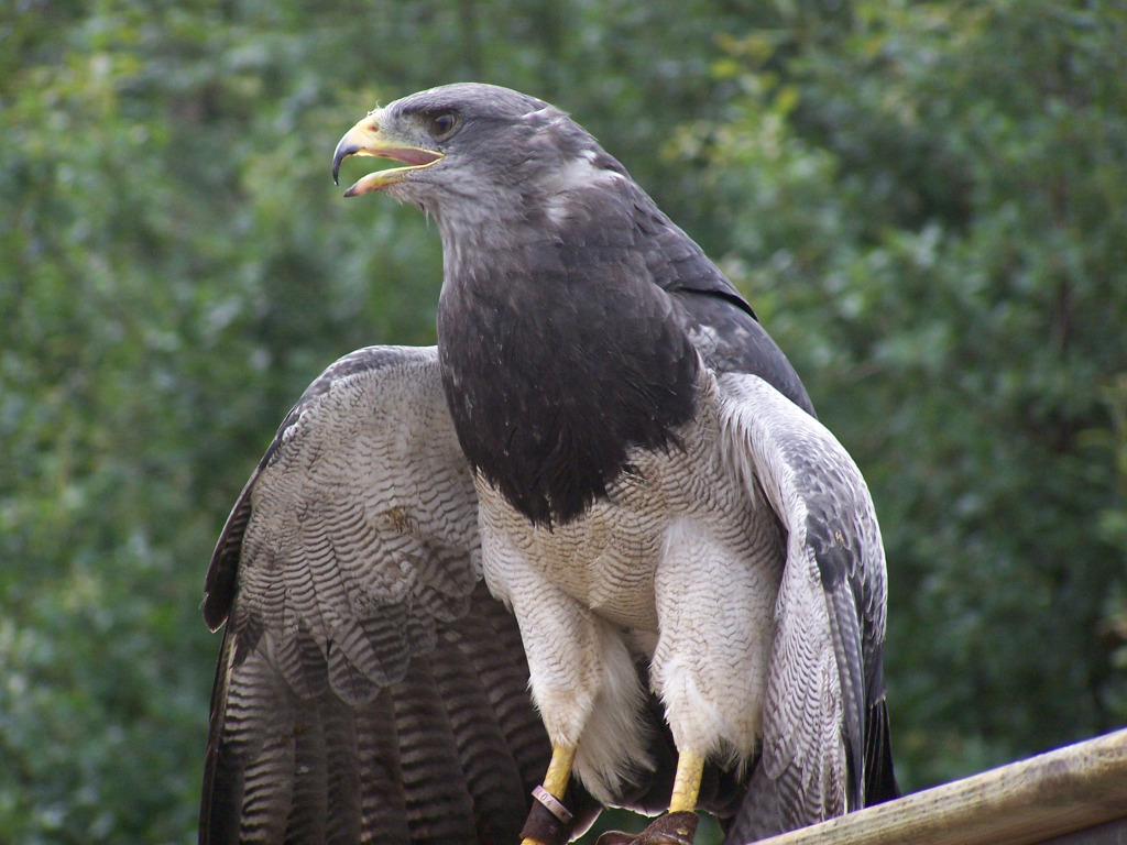 Fonds d'cran Animaux Oiseaux - Aigles 