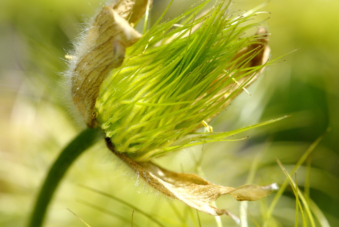 Fonds d'cran Nature Plantes - Arbustes Pulsatille fanée