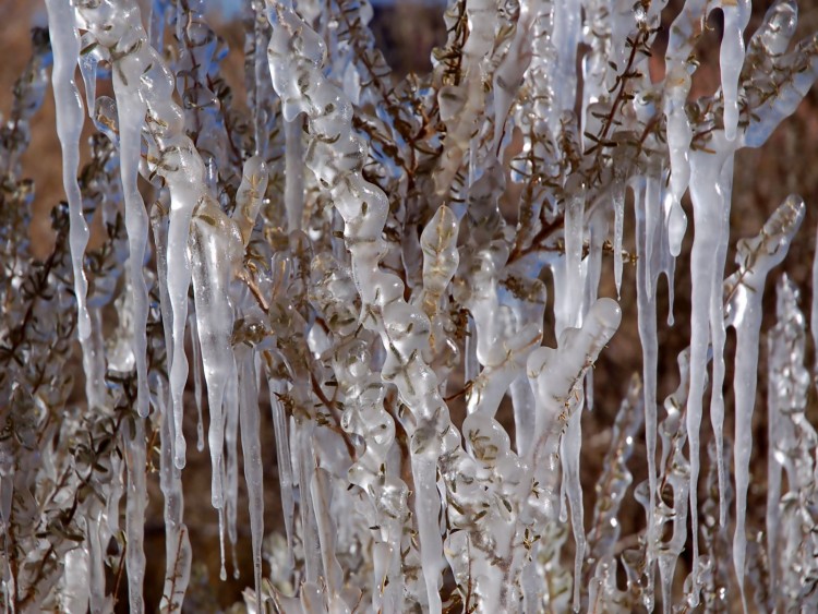 Fonds d'cran Nature Saisons - Hiver fraicheur matnale