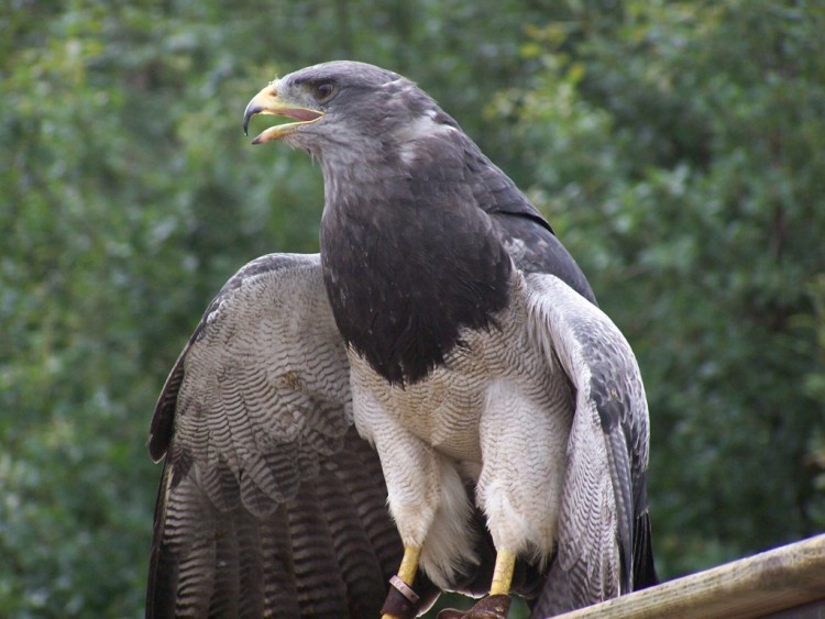 Fonds d'cran Animaux Oiseaux - Aigles Wallpaper N261691