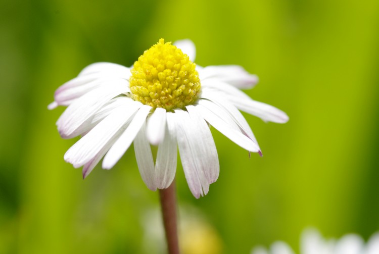 Fonds d'cran Nature Fleurs Pquerette