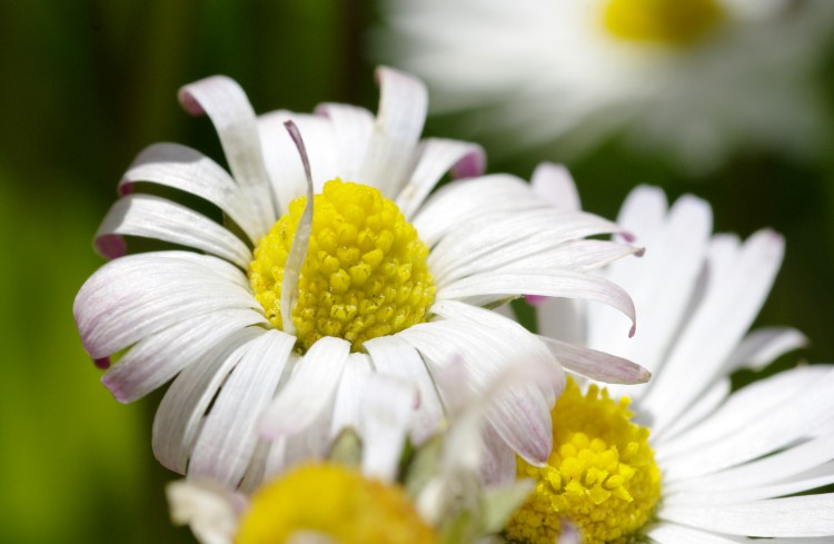 Wallpapers Nature Flowers Pquerette