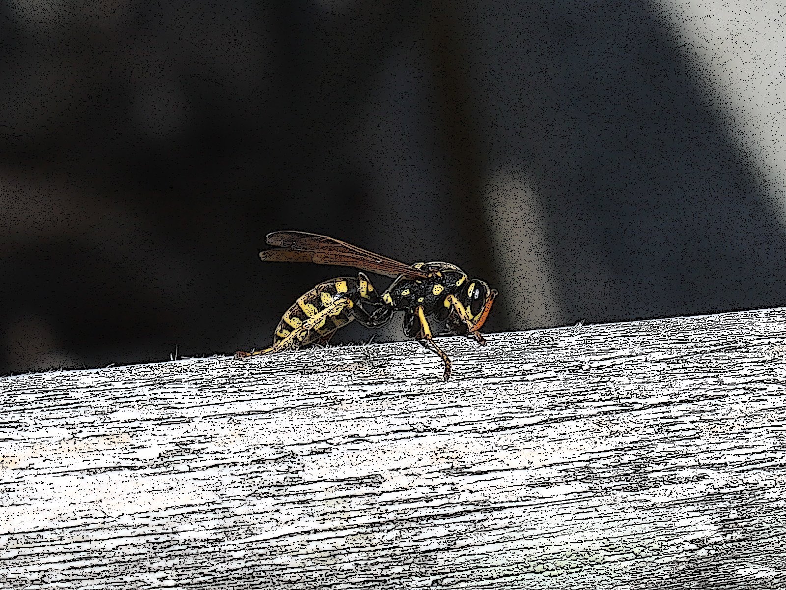 Fonds d'cran Animaux Insectes - Abeilles Gupes ... 