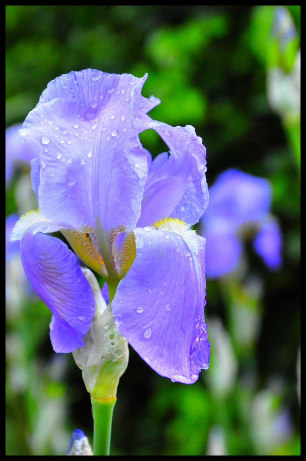 Fonds d'cran Nature Fleurs 