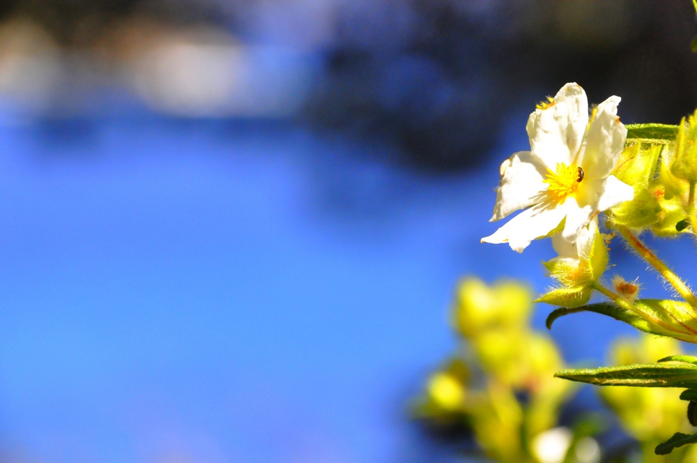 Fonds d'cran Nature Fleurs 