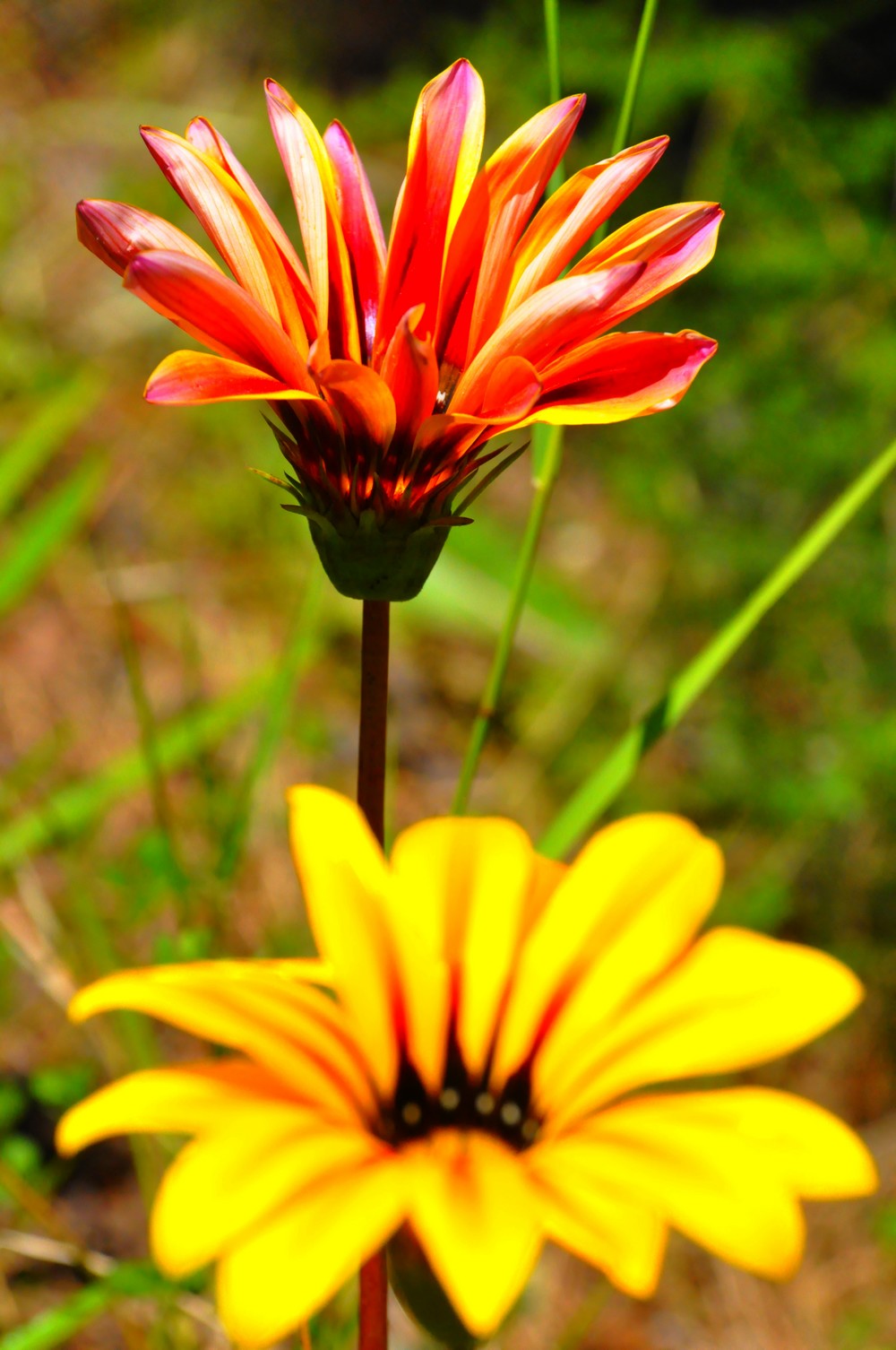 Fonds d'cran Nature Fleurs 