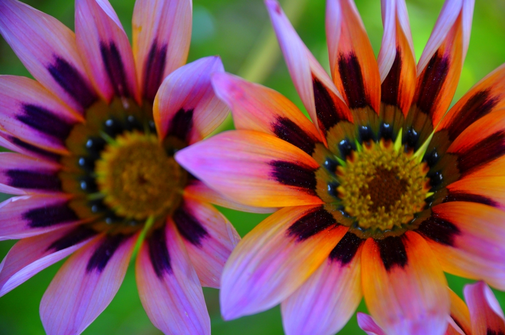 Fonds d'cran Nature Fleurs 