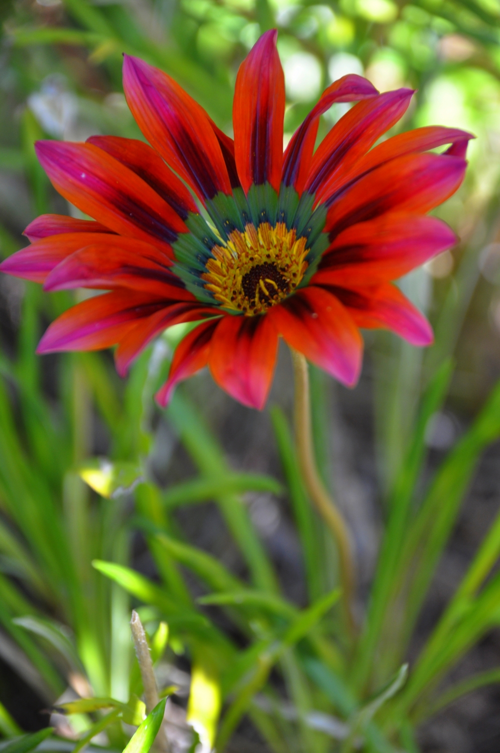 Fonds d'cran Nature Fleurs 