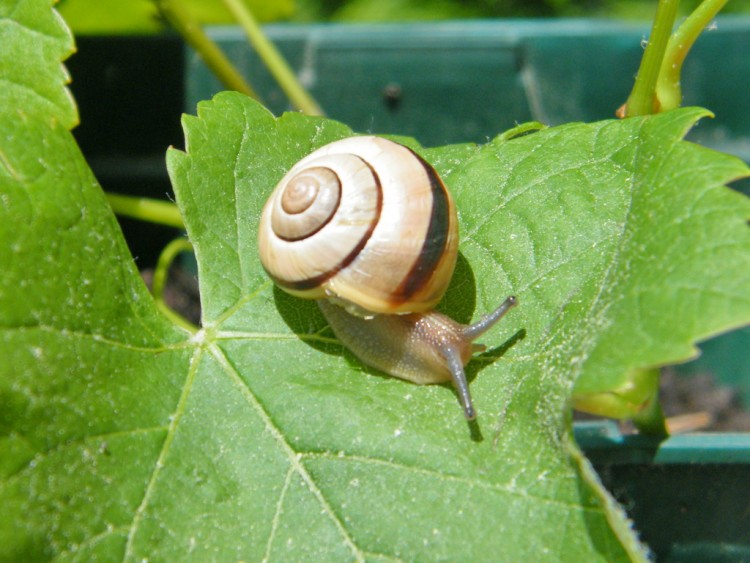 Fonds d'cran Animaux Escargots - Limaces Wallpaper N261745