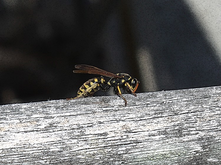 Fonds d'cran Animaux Insectes - Abeilles Gupes ... Wallpaper N261753