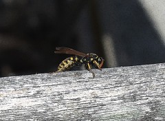 Fonds d'cran Animaux Image sans titre N261753