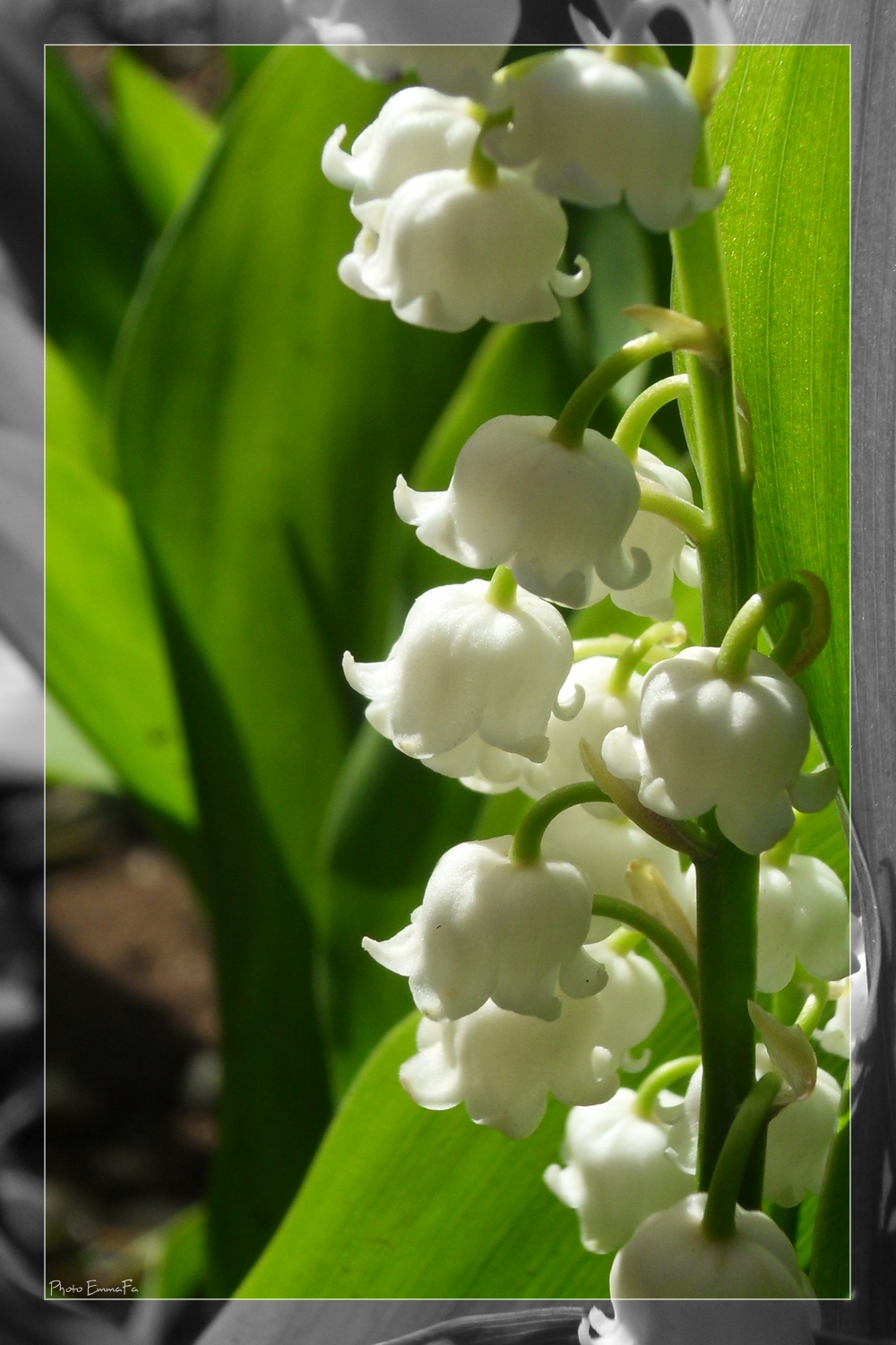 Wallpapers Nature Flowers Muguet