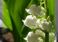 Wallpapers Nature Muguet