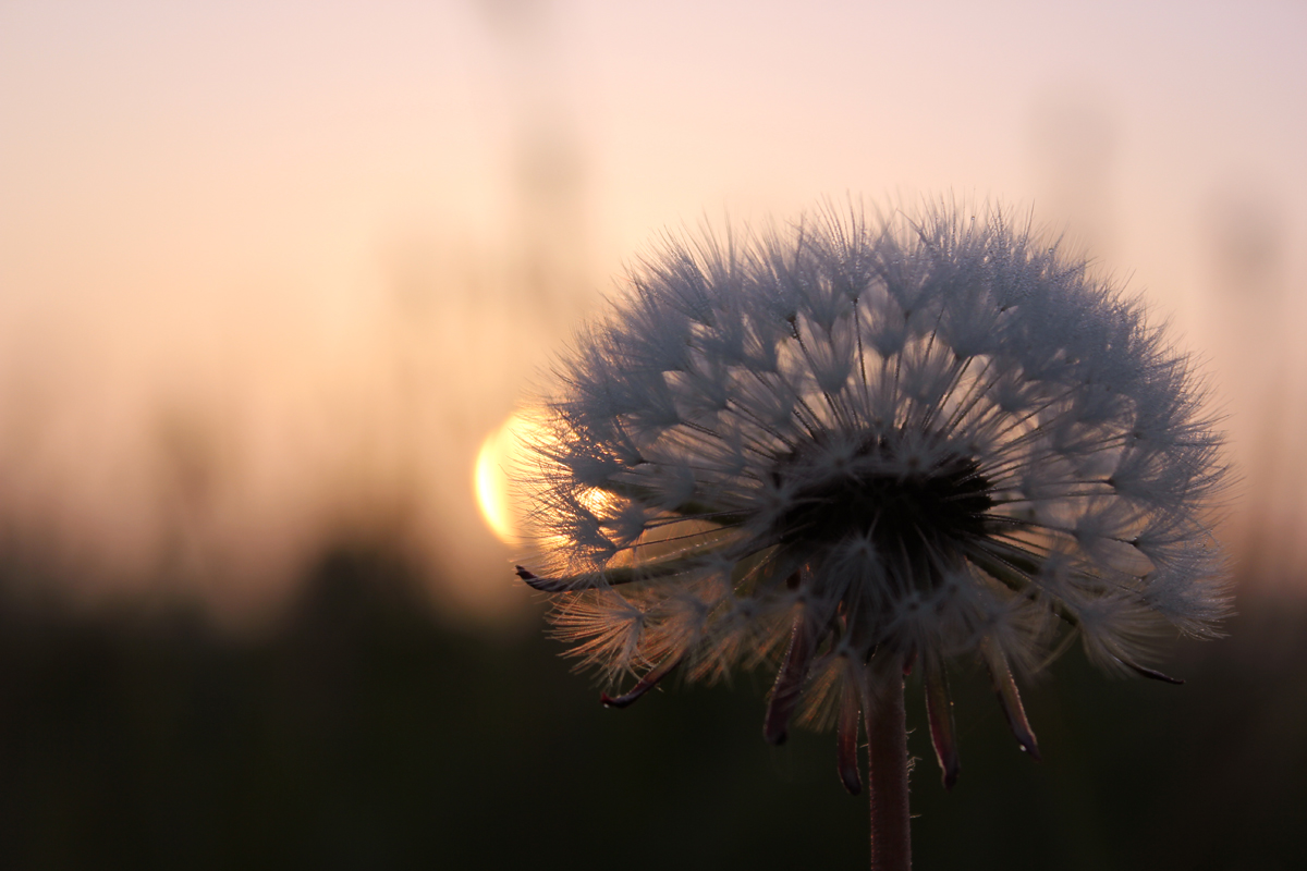 Fonds d'cran Nature Fleurs Aigrettes d'un pissenlit