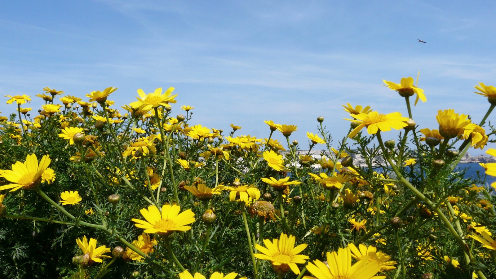 Fonds d'cran Nature Fleurs Fleurs  Bonifacio